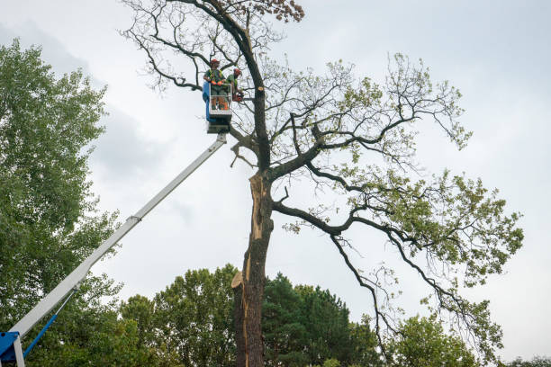 Why Choose Our Tree Removal Services in Traverse City, MI?